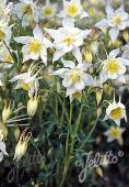 Aquileqia caerulea 'White Star'